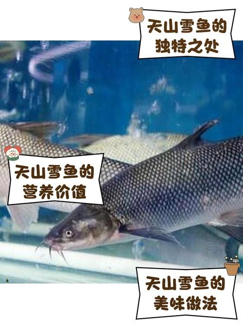 天山龍魚圖片大全大圖欣賞