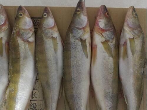 天山龍魚圖片大全大圖欣賞