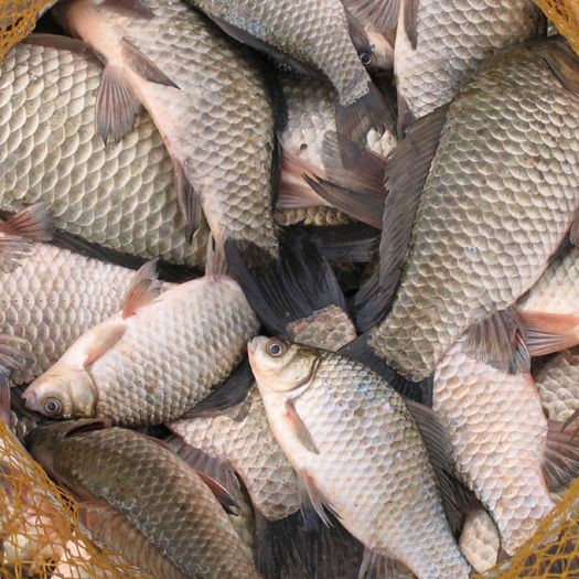 鯽魚最好品種