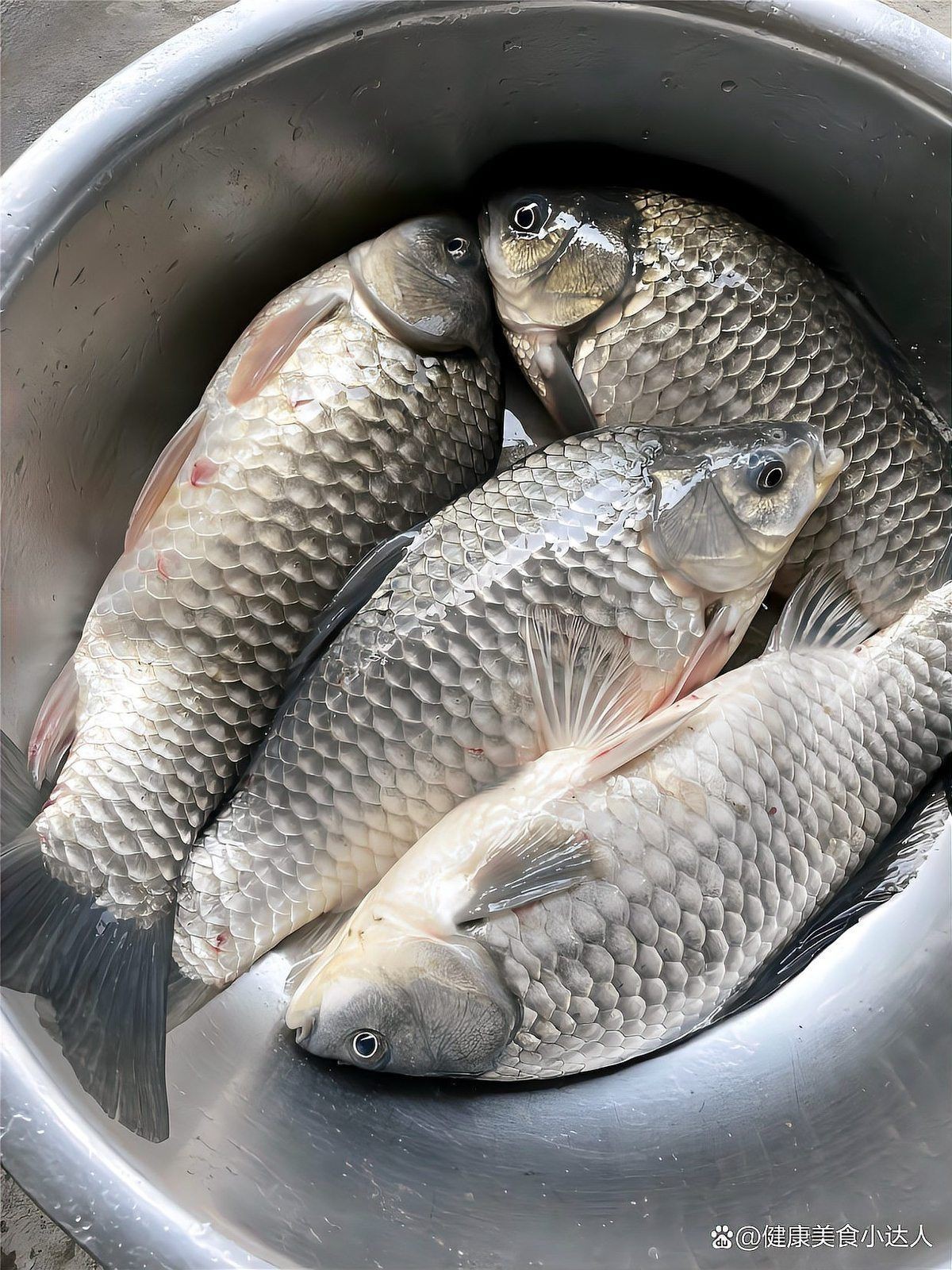 鯽魚最好品種