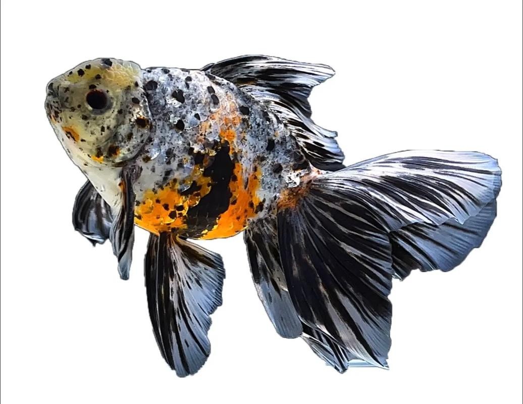 2025金魚(yú)大賽的獲獎(jiǎng)名單