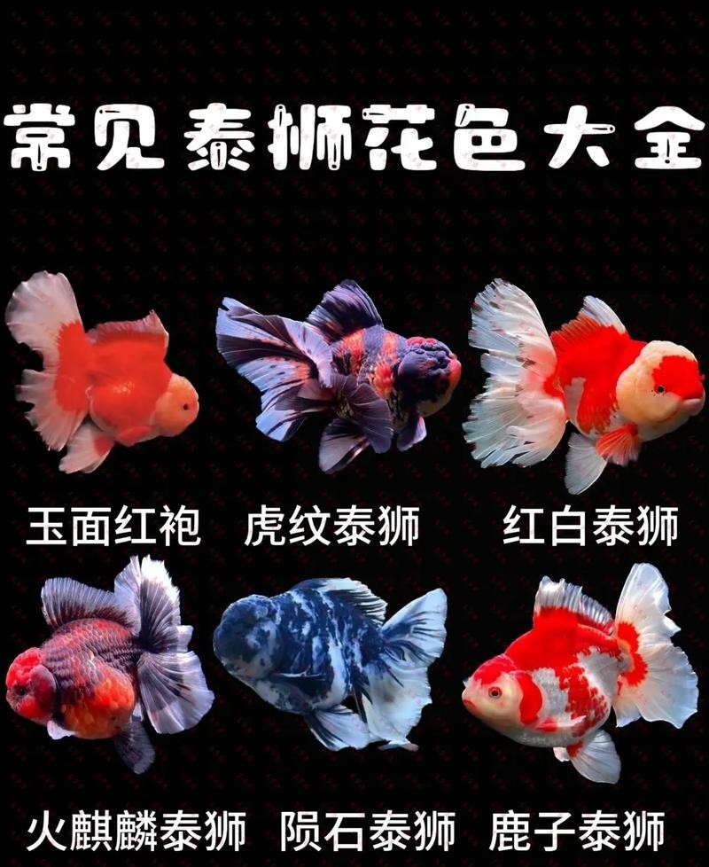 2025金魚(yú)大賽的獲獎(jiǎng)名單