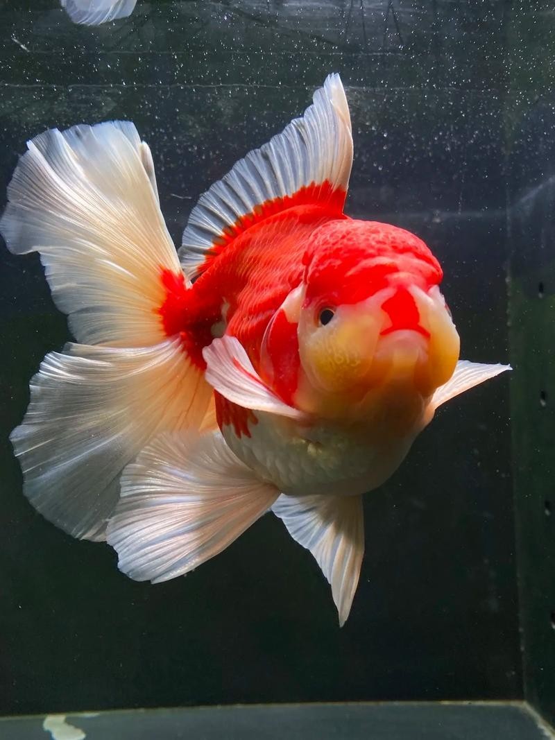 2025金魚(yú)大賽的獲獎(jiǎng)名單