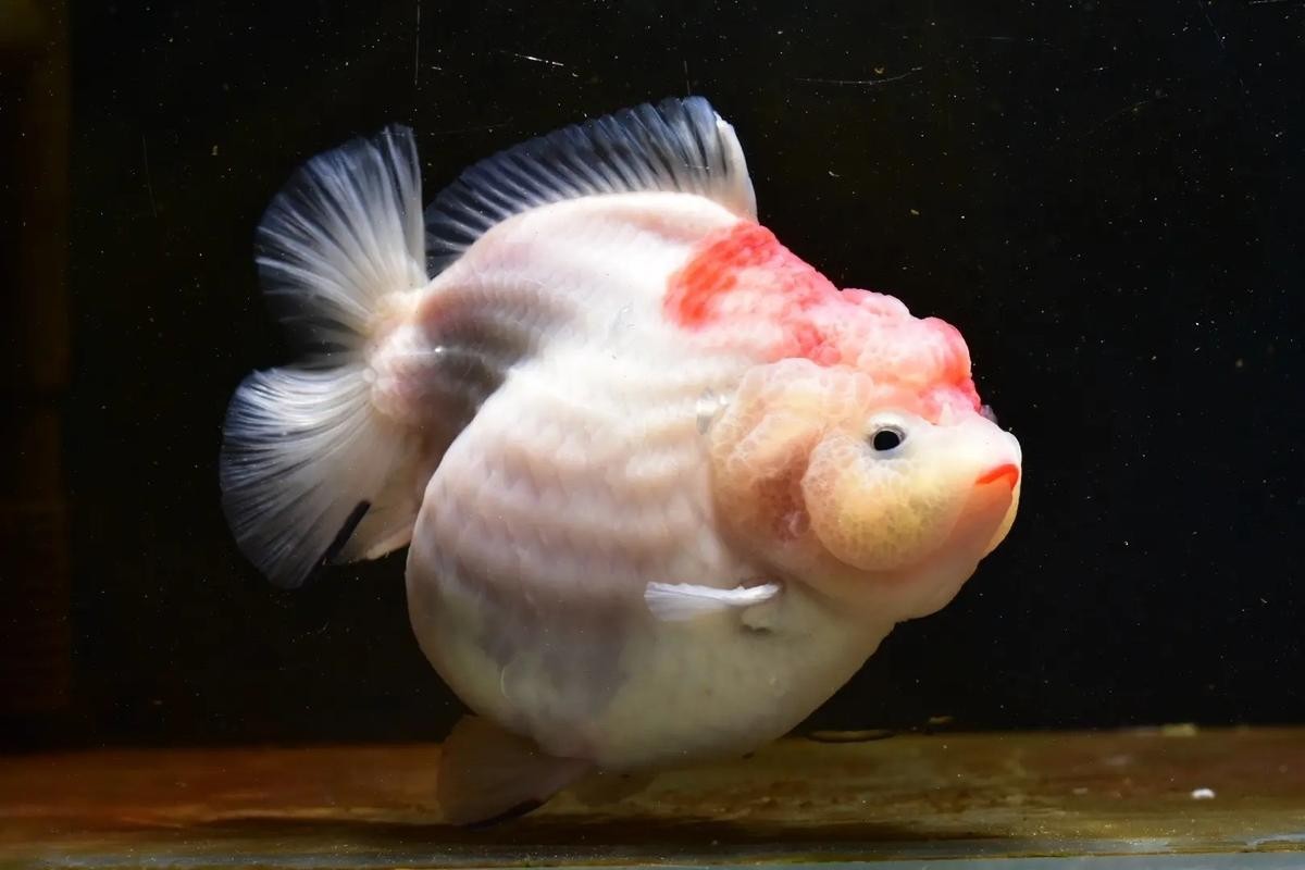 2025金魚(yú)大賽的獲獎(jiǎng)名單