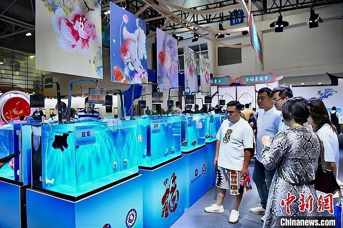 2025觀賞魚展會