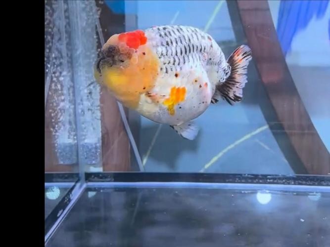 2025觀賞魚展會