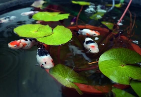 2025觀賞魚展會