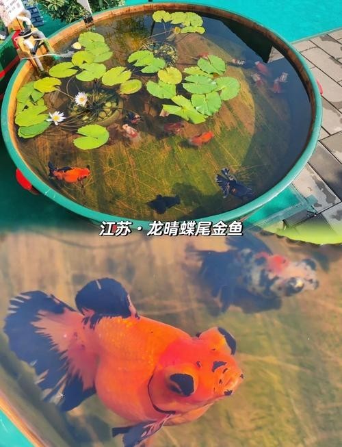 2025觀賞魚展會