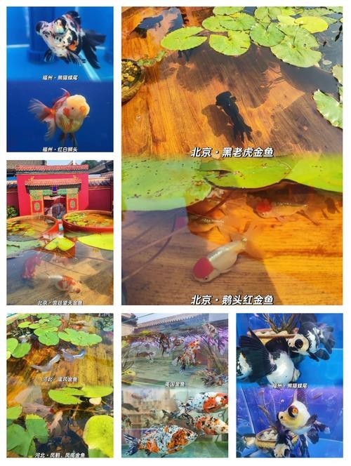 2025觀賞魚展會