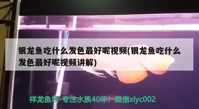 銀龍魚吃什么發(fā)色最好呢視頻(銀龍魚吃什么發(fā)色最好呢視頻講解)