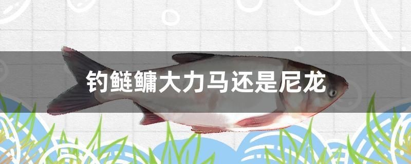 釣鰱鳙大力馬還是尼龍