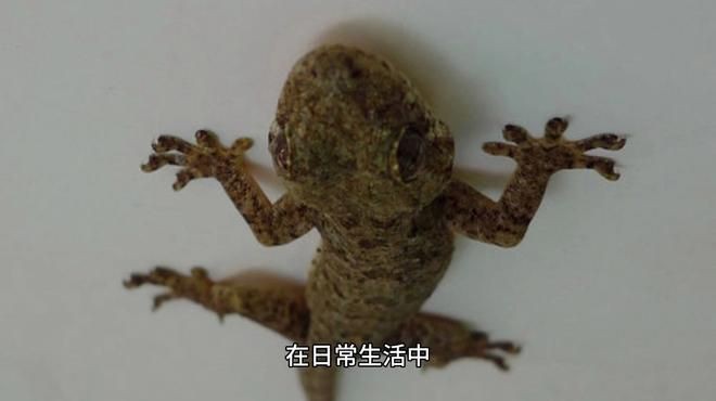 虎紋恐龍王最害怕三個(gè)東西