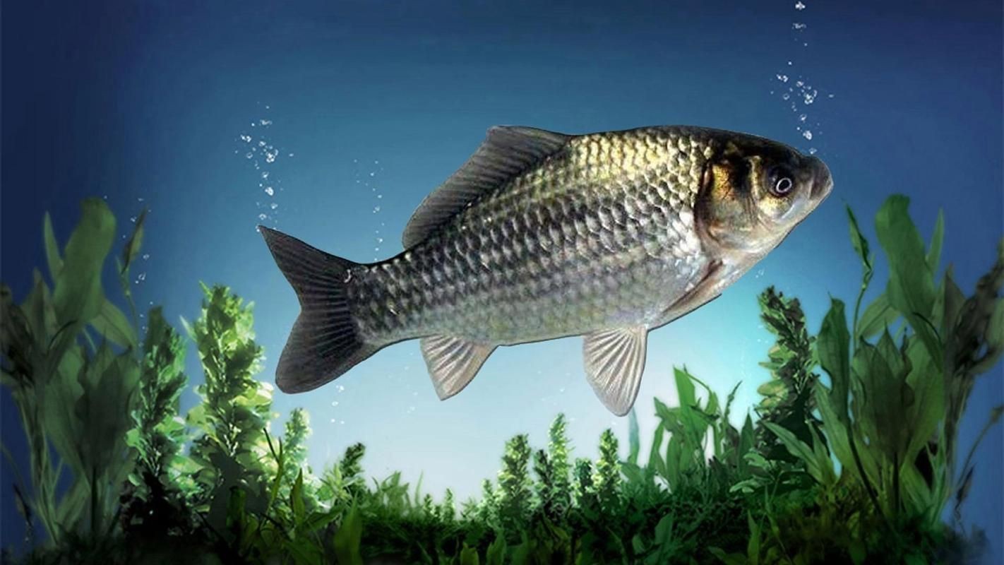 鯽魚圖片