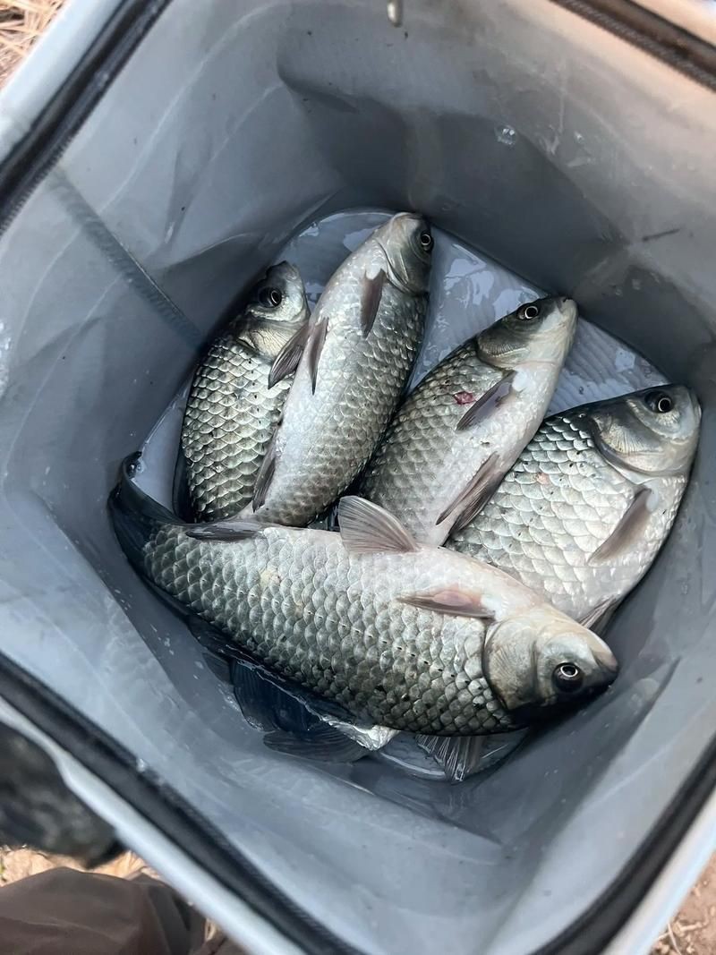 鯽魚圖片