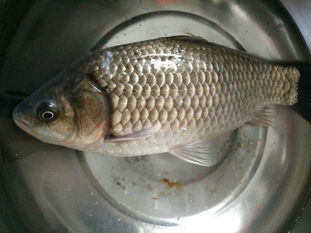 鯽魚圖片