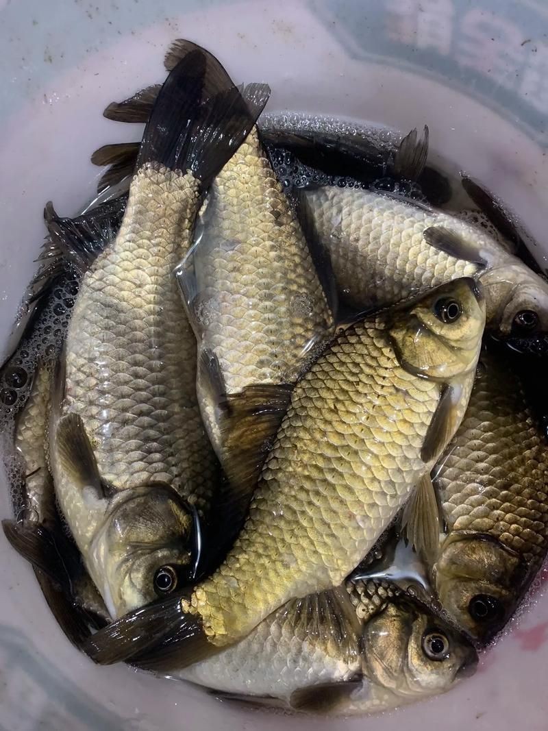 鯽魚圖片