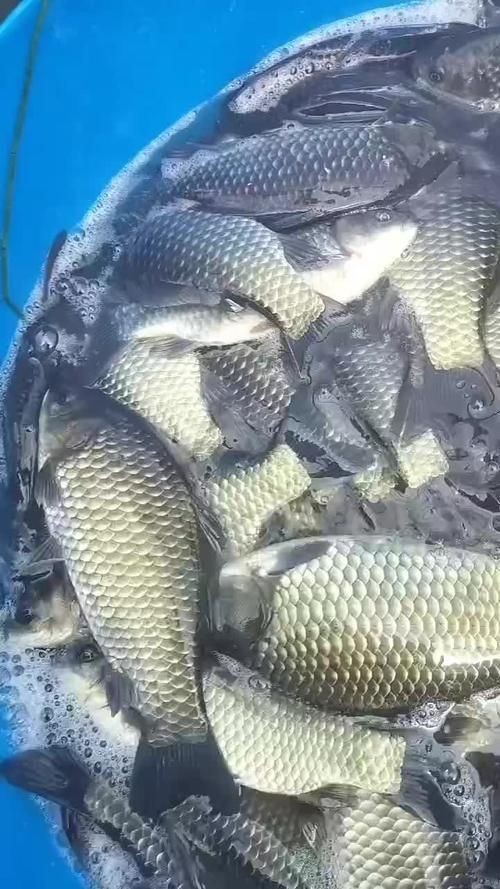 鯽魚圖片