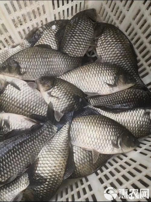 鯽魚圖片