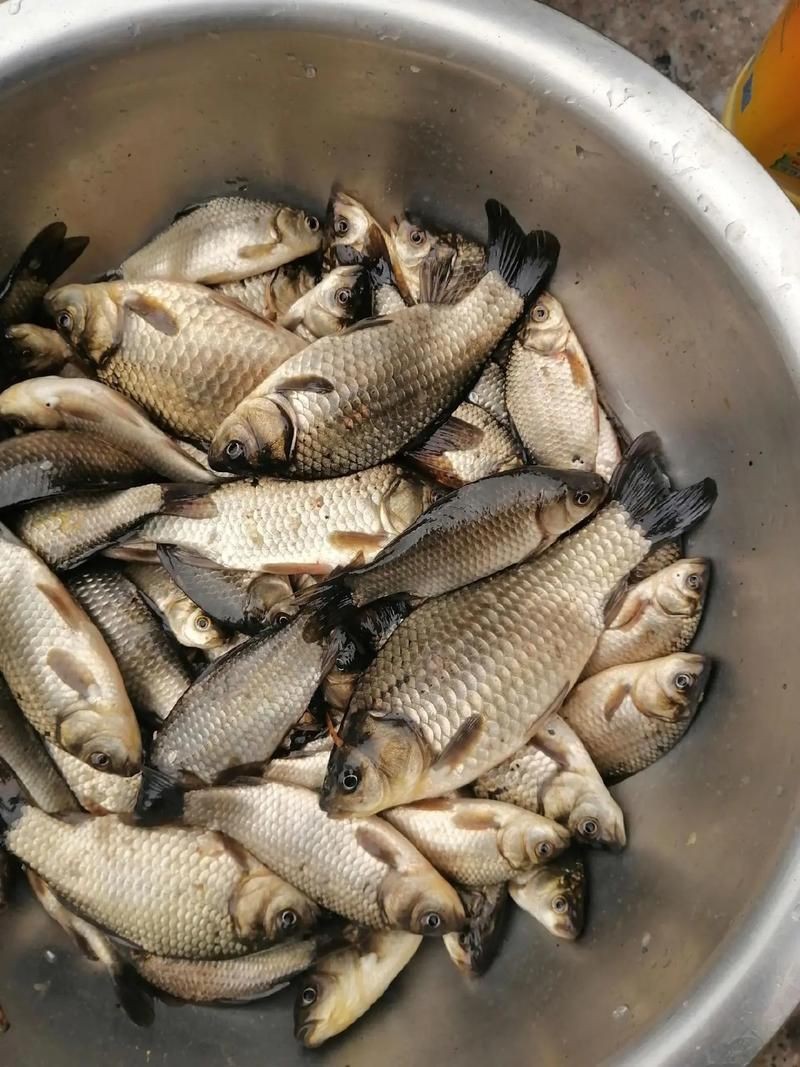 鯽魚圖片
