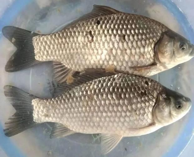鯽魚圖片
