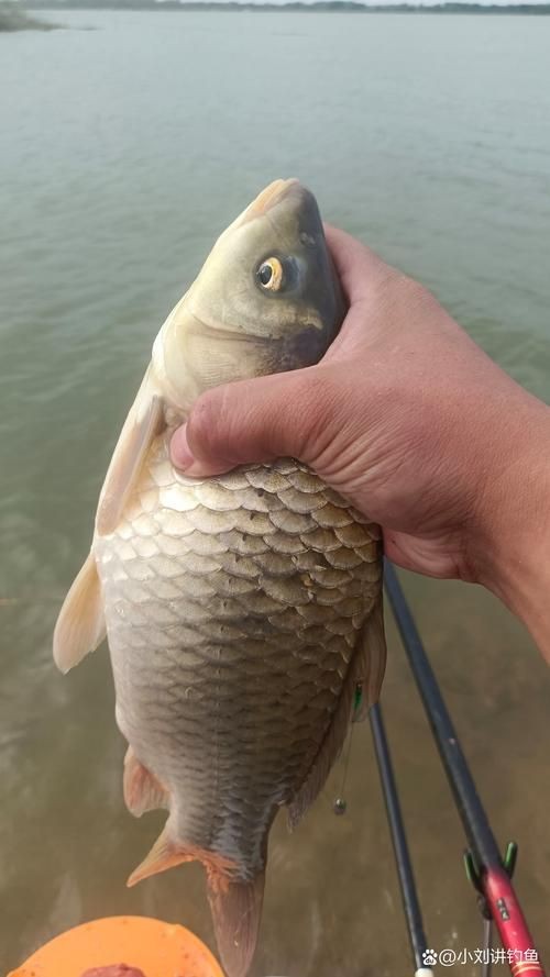 鯽魚圖片
