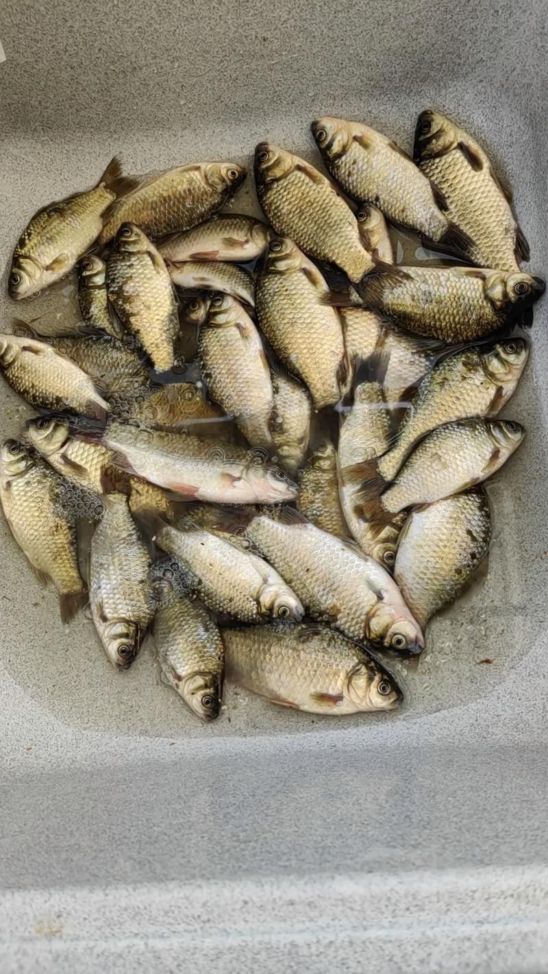 鯽魚圖片