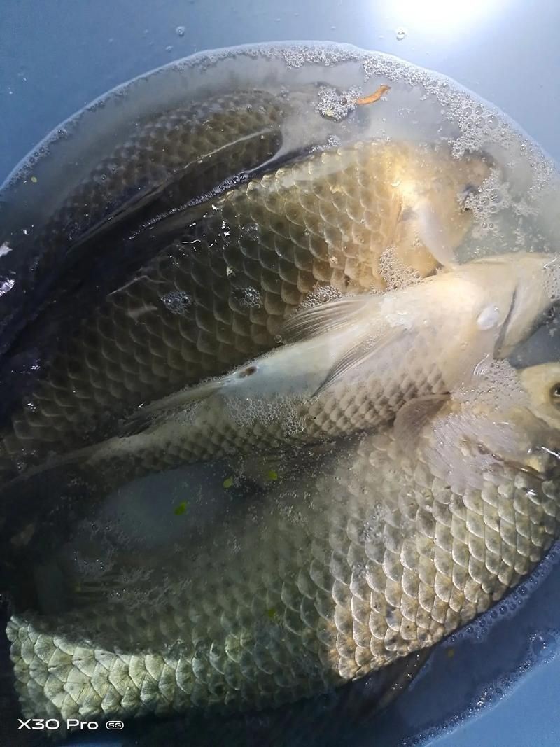 鯽魚圖片