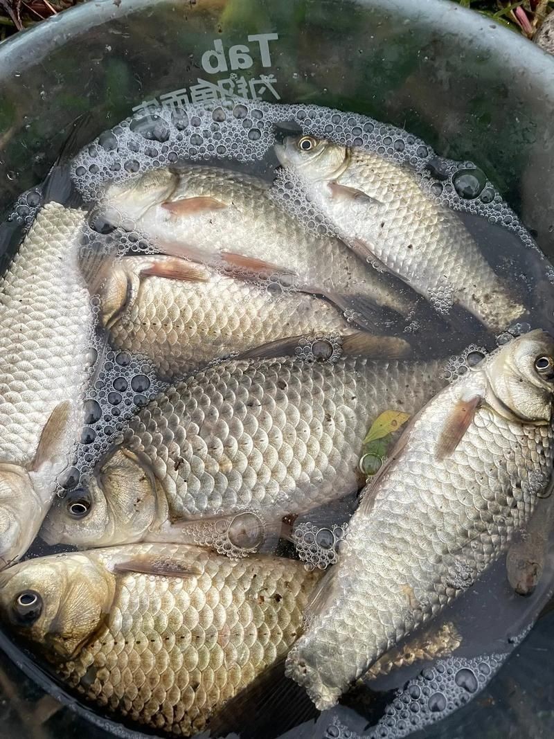 鯽魚圖片