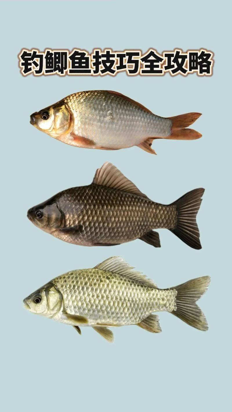 鯽魚圖片