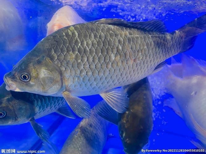 鯽魚圖片