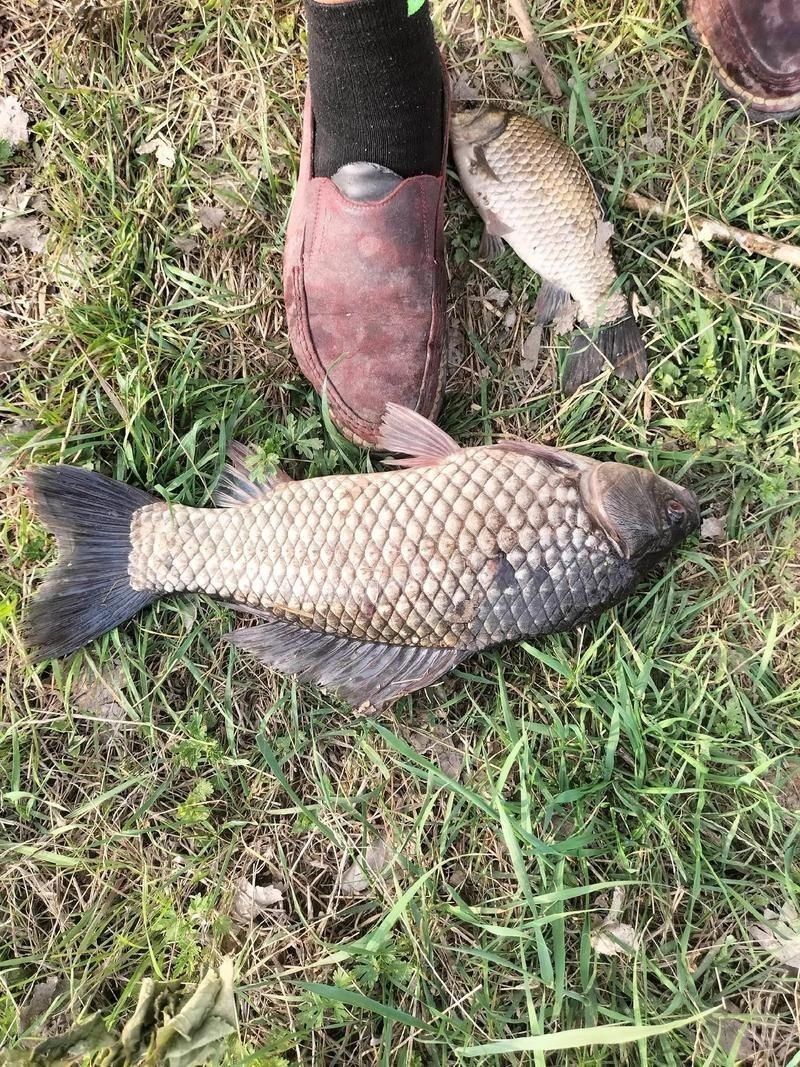 鯽魚圖片