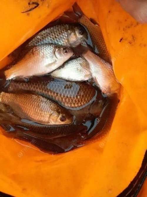 20厘米的紅龍魚怎么喂食的（20厘米紅龍魚成年后喂食頻率建議每天一次,食物選擇上） 20厘米的紅龍魚怎么喂食的（20厘米紅龍魚成年后喂食頻率建議每天一次,食物選擇上） 觀賞魚百科 第2張