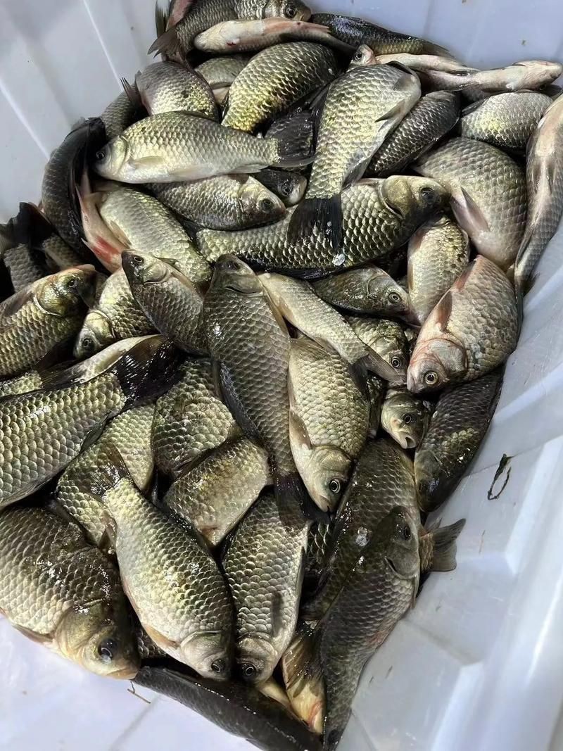 鯽魚圖片