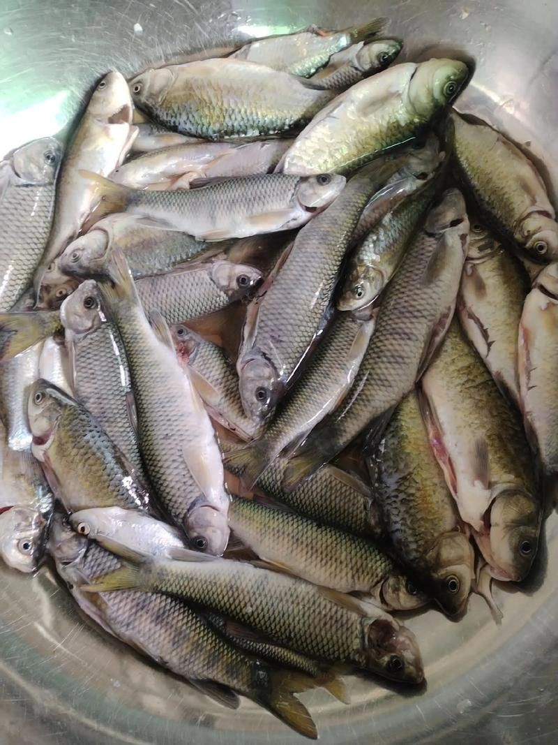 鯽魚圖片