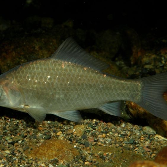 鯽魚圖片