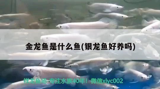 金龍魚是什么魚(銀龍魚好養嗎)