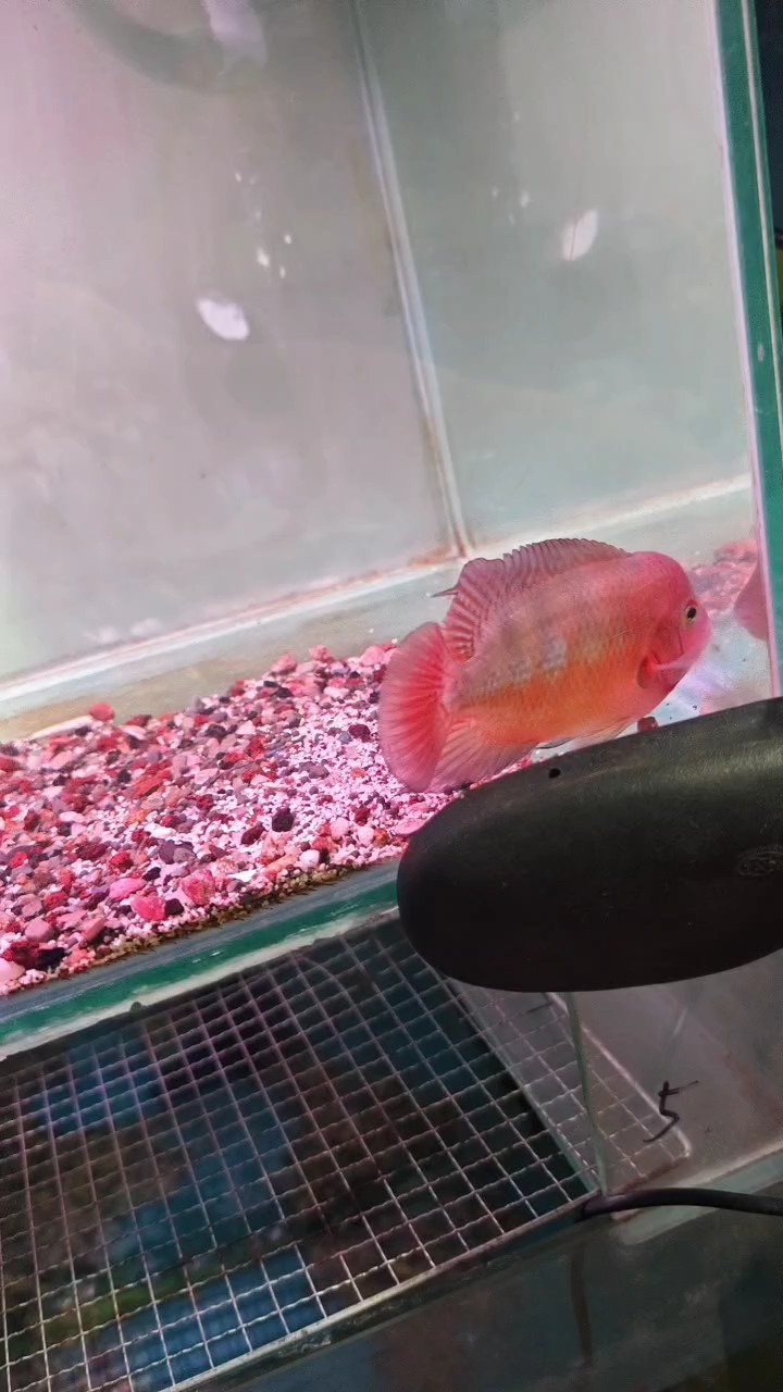 小跑馬