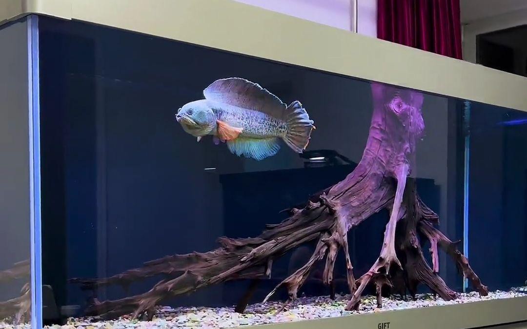 龍魚缸里養(yǎng)幾條魚最好呢