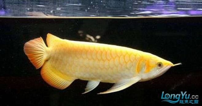 黃化金龍魚是屬白化品種嗎【黃化金龍魚與白化品種的區(qū)別】