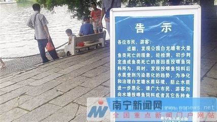 紅龍魚飼料推薦：如何選擇紅龍魚飼料