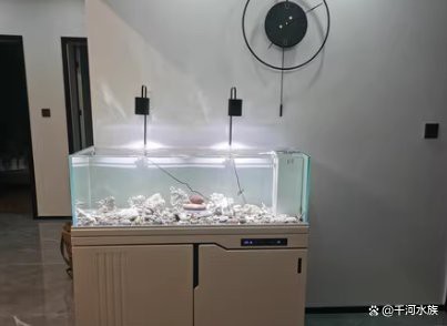 紅龍魚歪著身體游泳好嗎 紅龍魚歪著身體游泳好嗎 龍魚百科 第5張