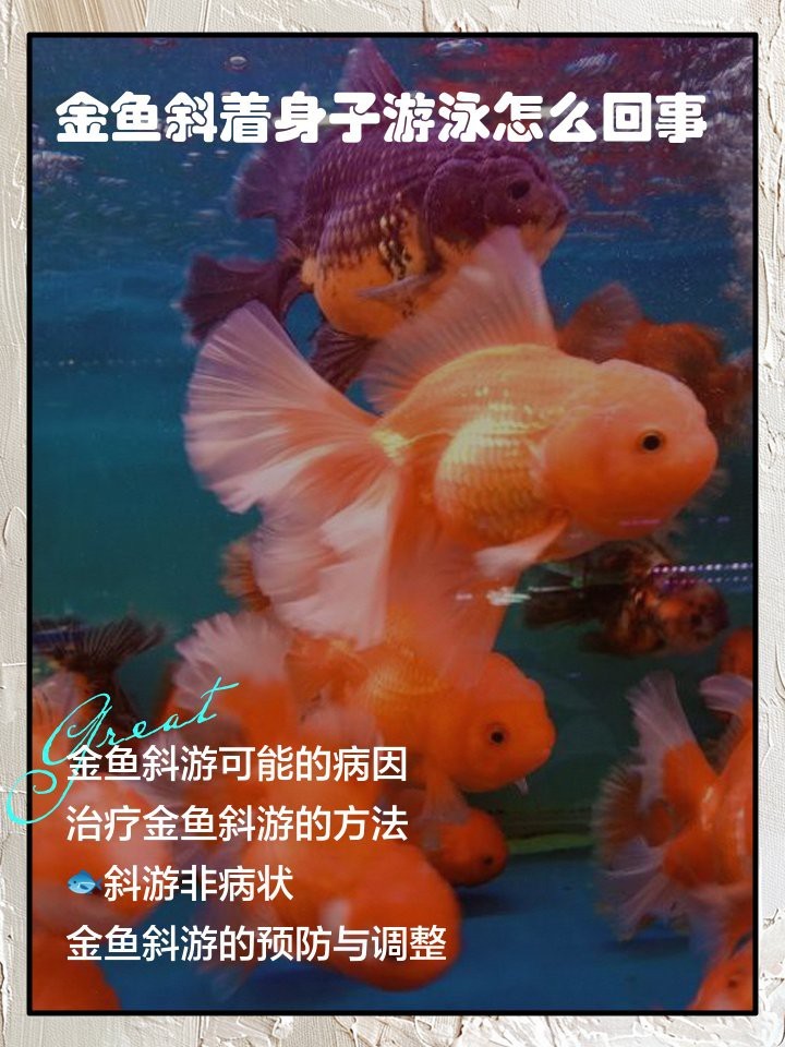 紅龍魚歪著身體游泳好嗎 紅龍魚歪著身體游泳好嗎 龍魚百科 第9張