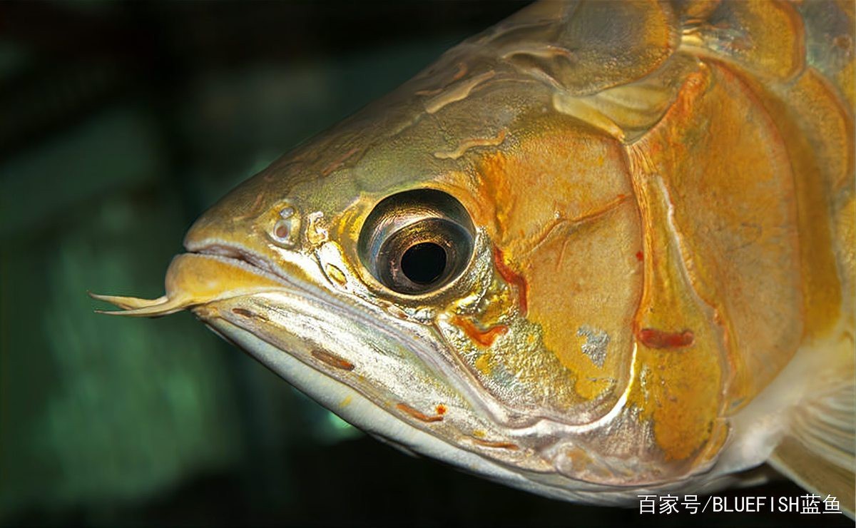 紅龍魚歪著身體游泳好嗎 紅龍魚歪著身體游泳好嗎 龍魚百科 第10張
