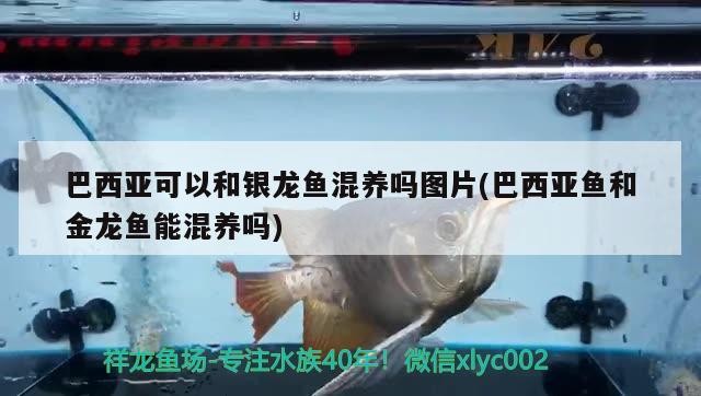 銀龍魚掉鱗片怎么回事兒圖片視頻（銀龍魚掉鱗片怎么回事兒圖片視頻講解） 銀龍魚掉鱗片怎么回事兒圖片視頻（銀龍魚掉鱗片怎么回事兒圖片視頻講解） 銀龍魚百科 第3張