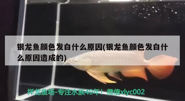 銀龍魚顏色發白什么原因(銀龍魚顏色發白什么原因造成的)