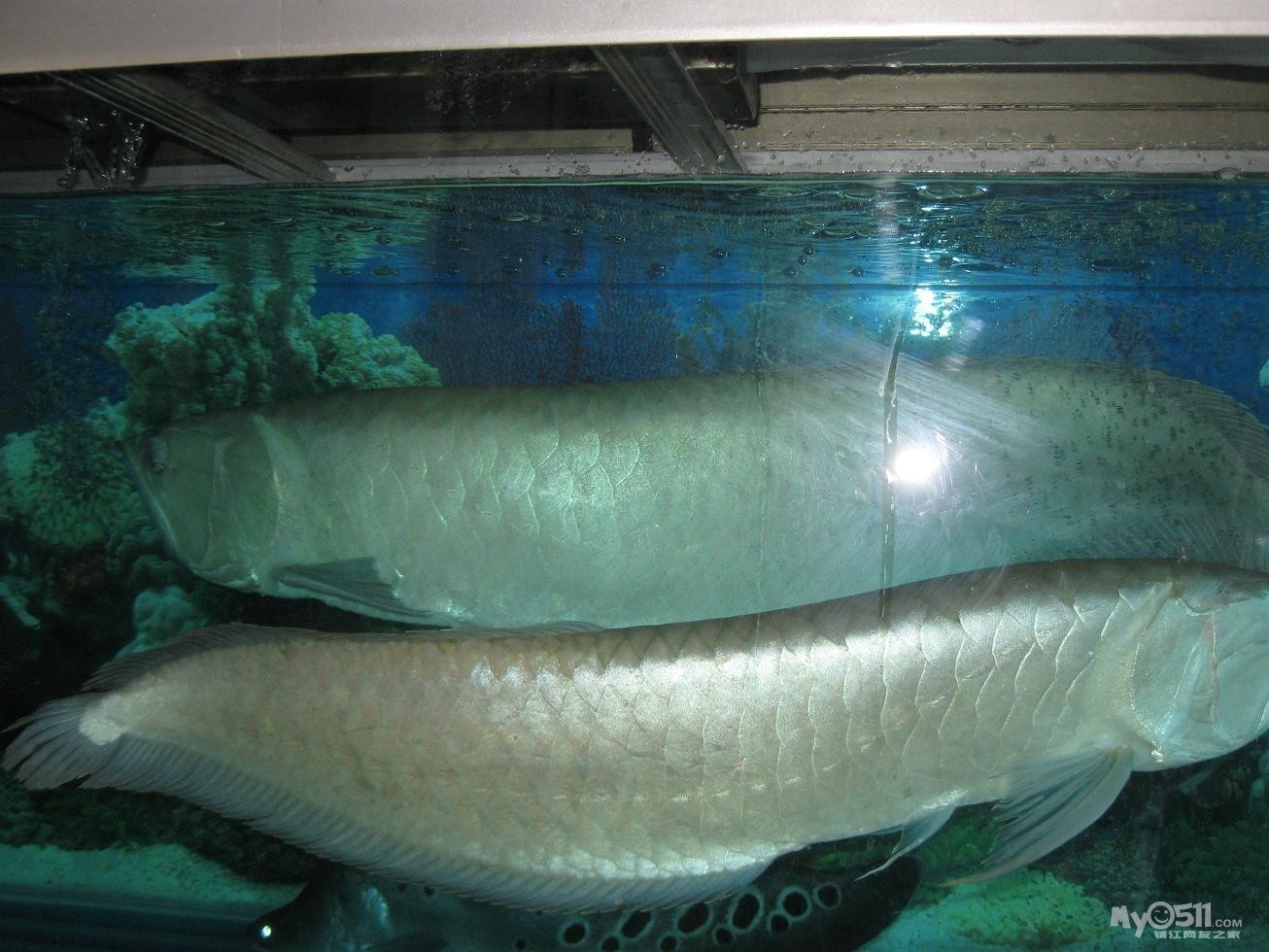 銀龍魚好飼養嗎有毒嗎圖片(銀龍魚好飼養嗎有毒嗎圖片大全)