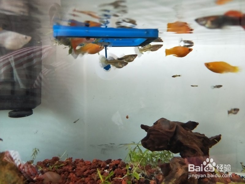 如何辨別真假賽級孔雀魚？
