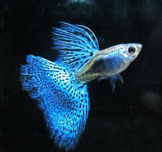 如何辨別真假賽級孔雀魚？
