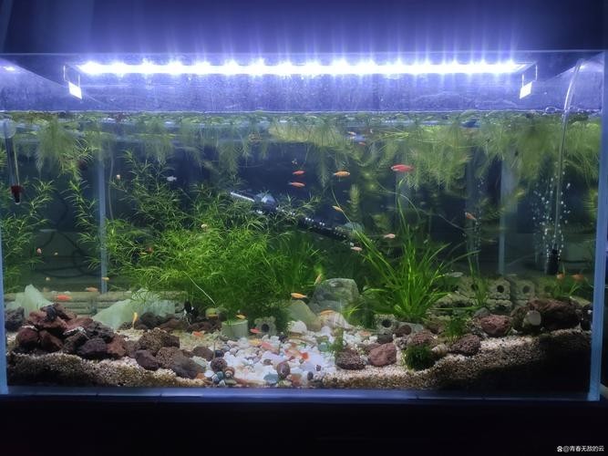 如何辨別真假賽級孔雀魚？