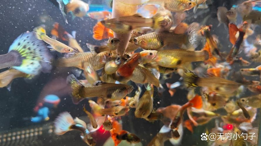 如何辨別真假賽級孔雀魚？